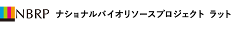 ナショナルバイオリソースプロジェクト　ラット